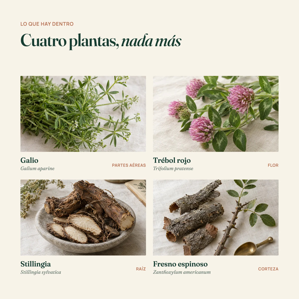 Los cuatro ingredientes de HERBAVERA Drenaje Linfático: galio, trébol rojo, raíz de stillingia y corteza de fresno espinoso